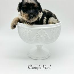 Midnight Pearl - Blue merle female Bernedoodle puppy in Thornville, Ohio from Four Front Doodles & Friends