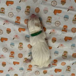 Dark Green collar - 3,550.00 - Lemon and white male Basset Hound puppy in Columbia, South Carolina from Pawmetto Hounds