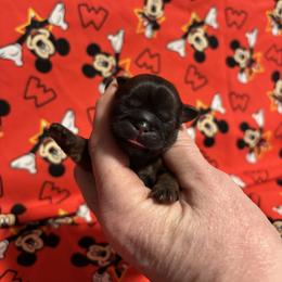 Nessy - Gold female Shih Tzu puppy in Sharon, Pennsylvania from Keystone Danes and Shih tzus