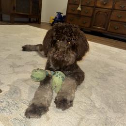 Aussiedoodle Puppies from Dani's Dandy Doodles