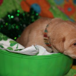 Labrador Retriever Puppies from Paradise Farm Gun Dogs