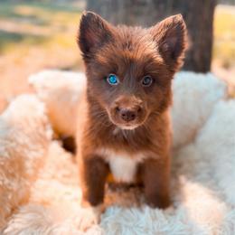 Ficelle - Chocolate male Pomsky puppy in Cleveland, Ohio from Lake Point Pomskies