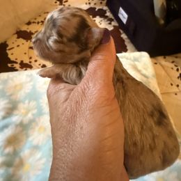Hennessey - Merle female Chihuahua puppy in Beaumont, Texas from Anastasia’s Tiny Pupps
