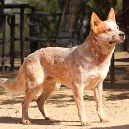 Khino (AKC) - Australian Cattle Dog