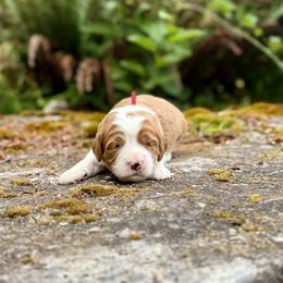 Gus Gus (Red Collar) - Red male Bernedoodle puppy in Stanwood, Washington from Butter Cup Pups and Paws