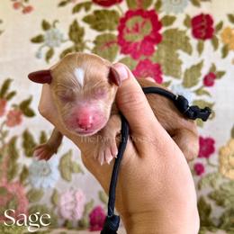 Sage - Red  male Goldendoodle puppy in Aubrey, Texas from The Parrish Doods