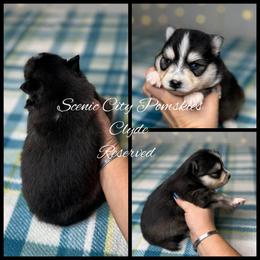 Clyde - Black and white male Pomsky puppy in Rossville, Georgia from Scenic City Pomskies