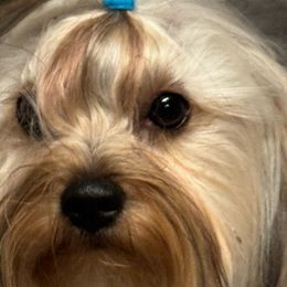 Giovanna - Yorkshire Terrier