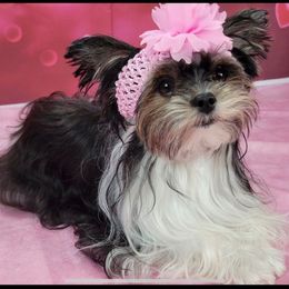 Kira - Yorkshire Terrier