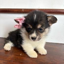 Dark Blue Collar - Black and tan female Pembroke Welsh Corgi puppy in Abingdon, Virginia from Em-K Kennels