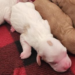 Cavalier King Charles Spaniels and Cavapoos from Salt Creek Doodles