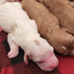 Cavalier King Charles Spaniels and Cavapoos from Salt Creek Doodles