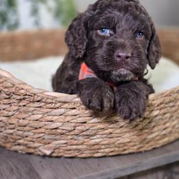 Legder - Brown and white male Cockapoo puppy in Hartville, Missouri from Petty Paws