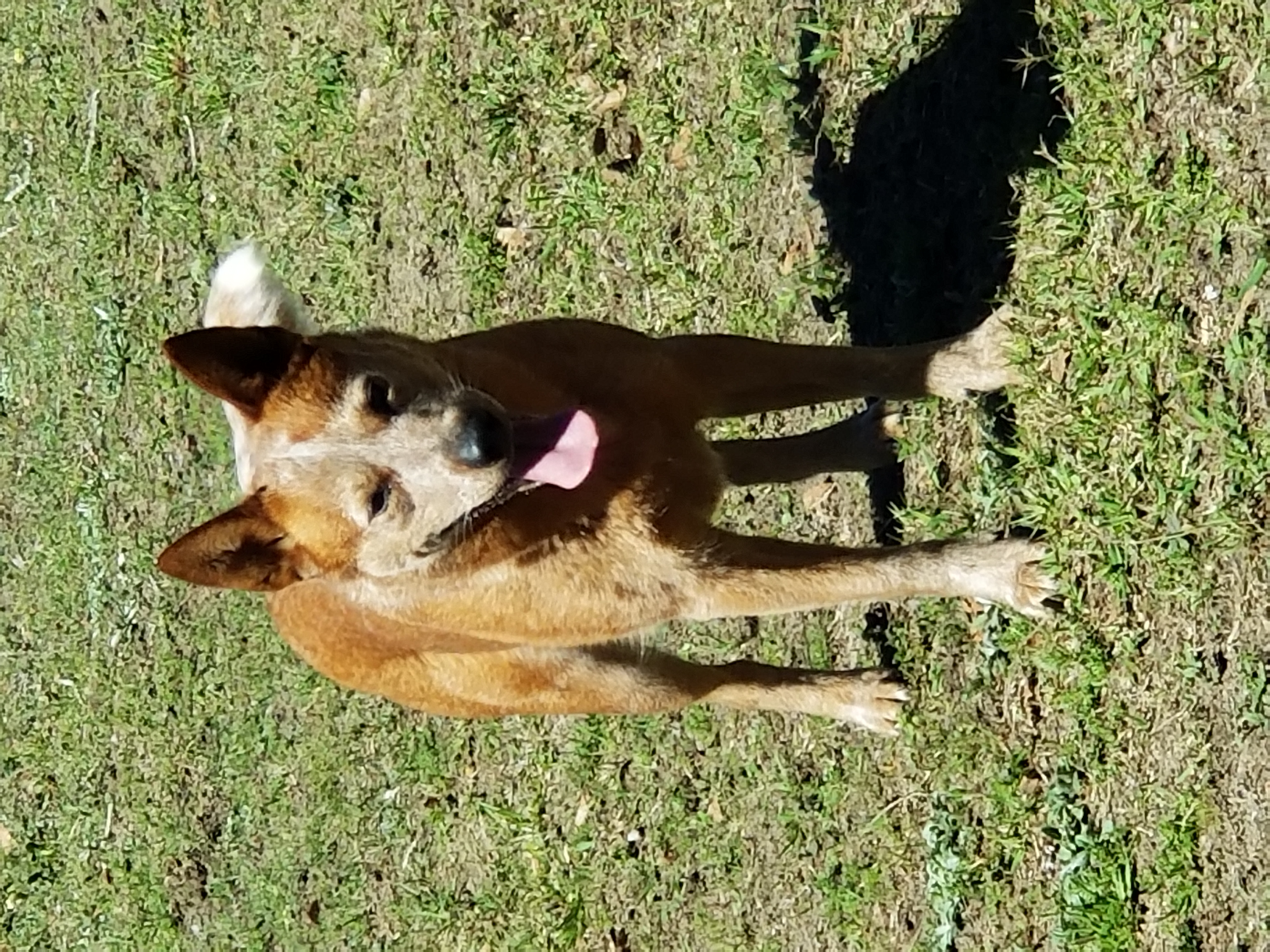 Shine - Australian Cattle Dog