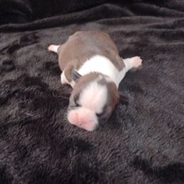 Tippy - Seal brindle and white female Boston Terrier puppy in Catawba, North Carolina from Lil Wiggles Boston Terriers