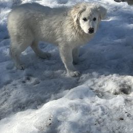 Great Pyrenees puppies from Cracked An Egg Farm