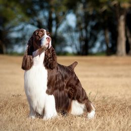 Cirneco dell’Etnas and English Springer Spaniels from Wynmoor Springers