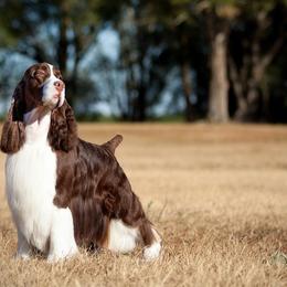 Cirneco dell’Etnas and English Springer Spaniels from Wynmoor Springers