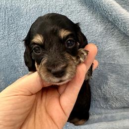 Asparagus - Black and cream male Dachshund puppy in Memphis, Tennessee from River City Doxies