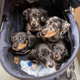 Dachshunds from Fink Dachshund Farm - Central Arkansas