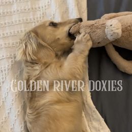 Dachshund puppies from Gold River Doxies and Doxies Meet World