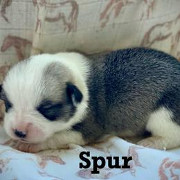 Spur - White and fawn male Pembroke Welsh Corgi puppy in Woodland, Washington from MB Acres Corgis