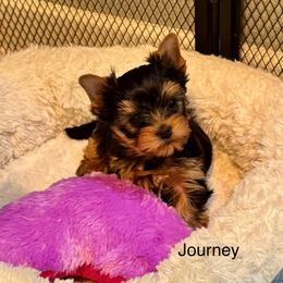 Journey - Blue and gold male Yorkshire Terrier puppy in Lake Helen, Florida from FronkLinn Kennel