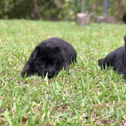 German Shepherd Puppies from Zwinger vom Schneider Wald