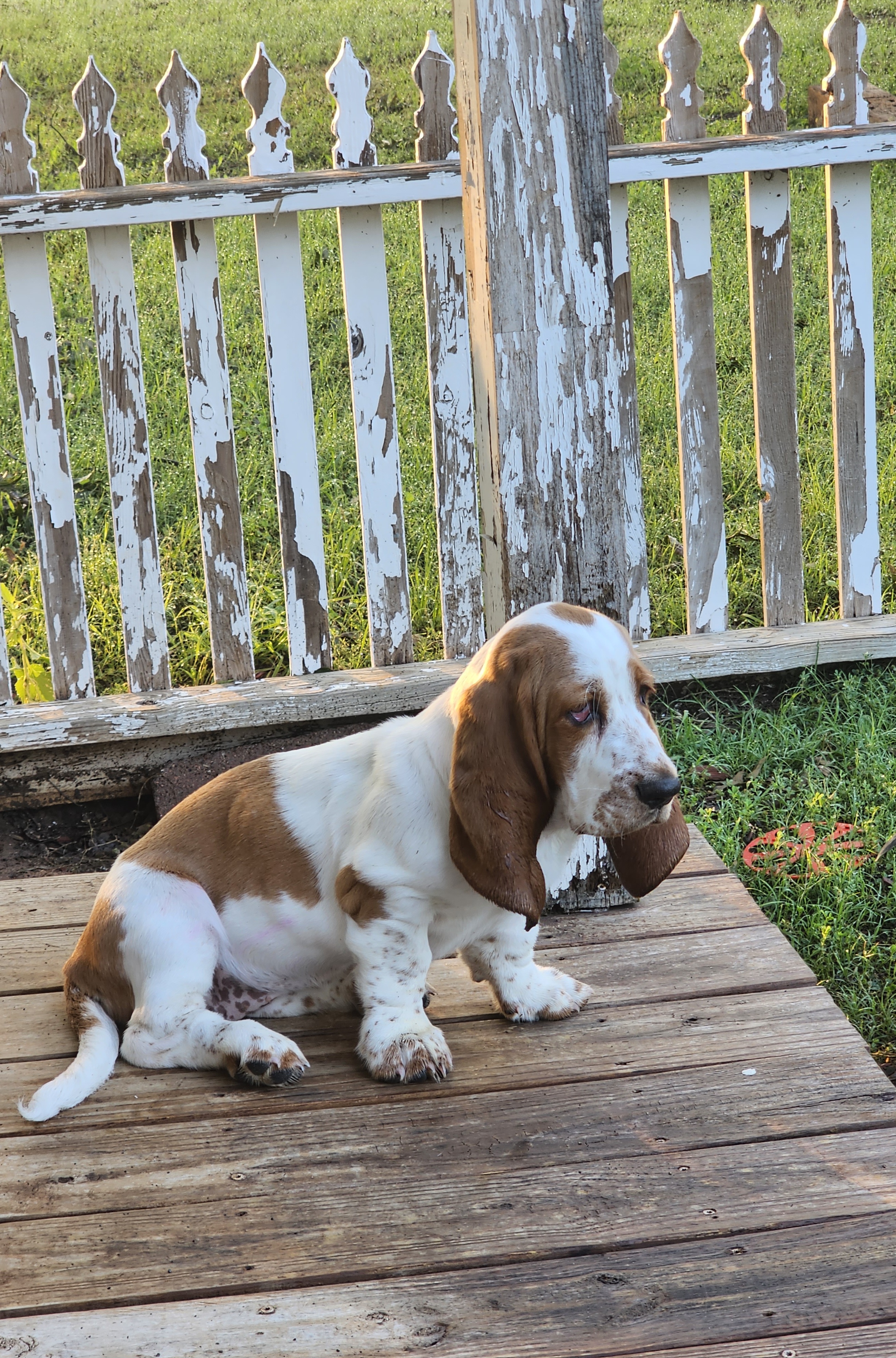 Basset Hounds from Hazard Hound Kennels
