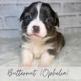 Butternut - Brindle and white female American Corgi puppy in Greenwood, Indiana from Witch Creek Corgis