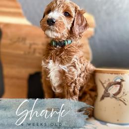 Shark - Red  male Goldendoodle puppy in Garden Grove, California from Sunkissed Doodles