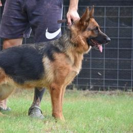 Vella - German Shepherd
