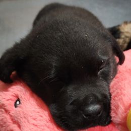 Labrador Retriever Puppies from Steele Caliber Retrievers