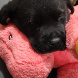 Labrador Retriever Puppies from Steele Caliber Retrievers