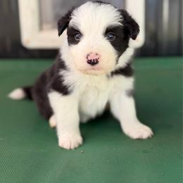 Doom - Black and white male Border Collie puppy in Kalispell, Montana from North Fork Border Collies