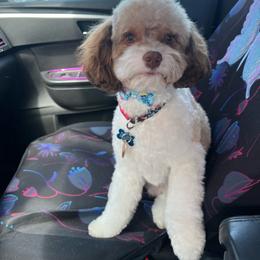 Teddy - Cavapoo