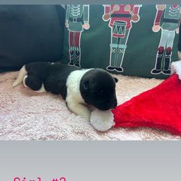 Red - Black female Akita puppy in Las Vegas, Nevada from Ishikawa Akita's
