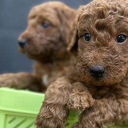 Goldendoodles from Ginger Doodles
