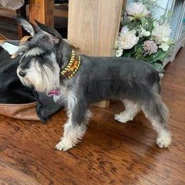 Duchess - Miniature Schnauzer
