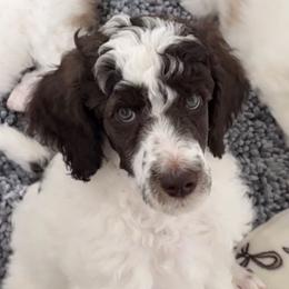 Zahra - Parti female Poodle puppy in Stuart, Florida from AKC/Excellent + Good OFA Sweet Delightful Poodles