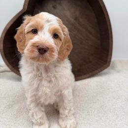 Asher - Caramel male Australian Labradoodle puppy in Denton, Texas from Liberty Hill Labradoodles
