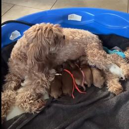 Red  Female with white markings - Red female Cavapoo puppy in Gilbert, Arizona from Arizona Toy Cavapoos – Health‐Tested & Home‐Raised