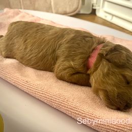 Goldendoodle Puppies from Seby Mini Doodles