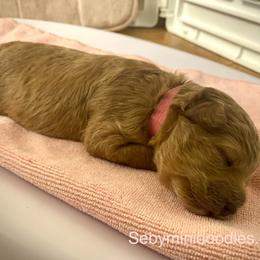 Goldendoodle Puppies from Seby Mini Doodles