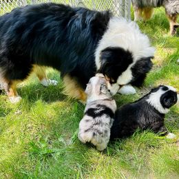Australian Shepherd Puppies from Steppingstone Kennel