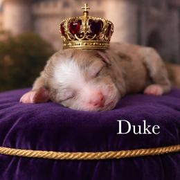 Duke - Red merle male Aussiedoodle puppy in Roebuck, South Carolina from Dani's Dandy Doodles
