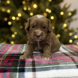 Piper - Caramel red male Australian Labradoodle puppy in Calhoun, Louisiana from Arrowhead Australian Labradoodles