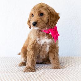 Brioche - Red  female Goldendoodle puppy in Concord, California from Golden State Good Dogs