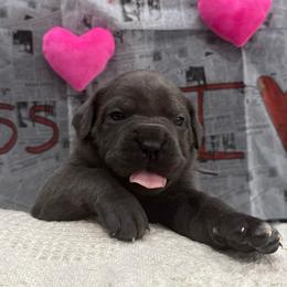 Comet - Gray female Cane Corso puppy in Utah from 3Lake Kennelz