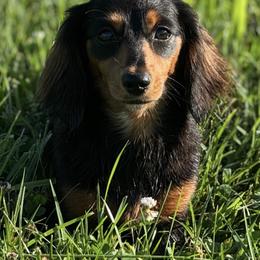 Sweeney - Dachshund